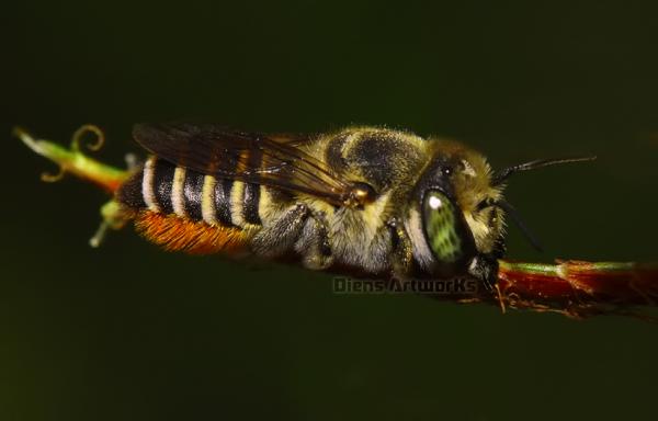 35 Stunning Macro Photography by Diens Silver