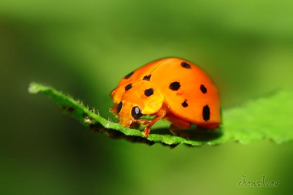 35 Stunning Macro Photography by Diens Silver