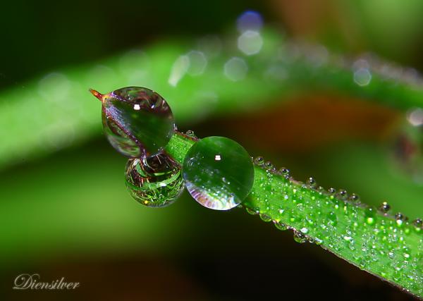 35 Stunning Macro Photography by Diens Silver