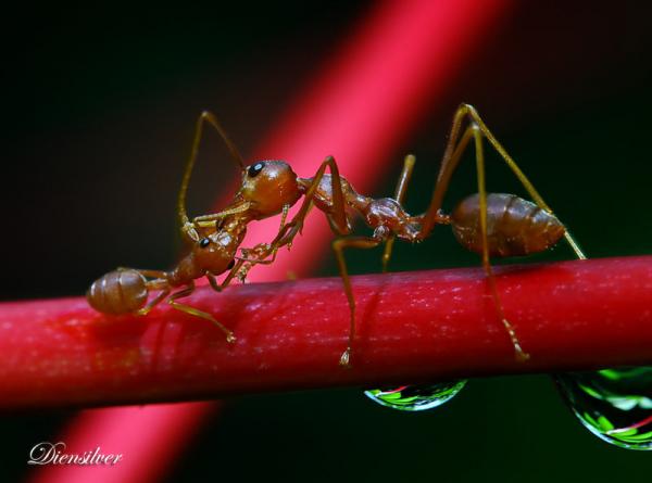 35 Stunning Macro Photography by Diens Silver