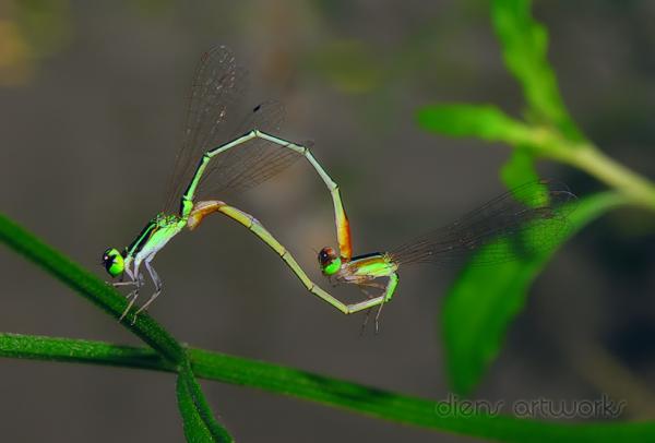 35 Stunning Macro Photography by Diens Silver