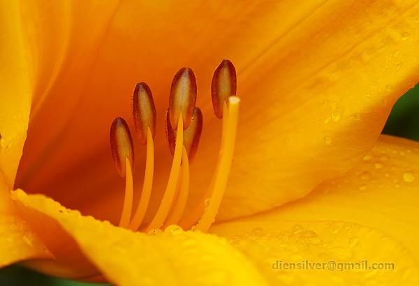 35 Stunning Macro Photography by Diens Silver