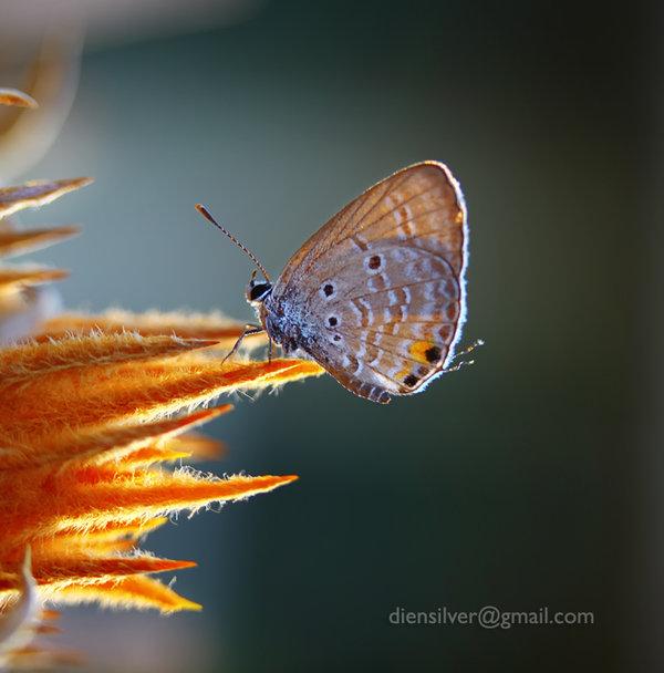 35 Stunning Macro Photography by Diens Silver