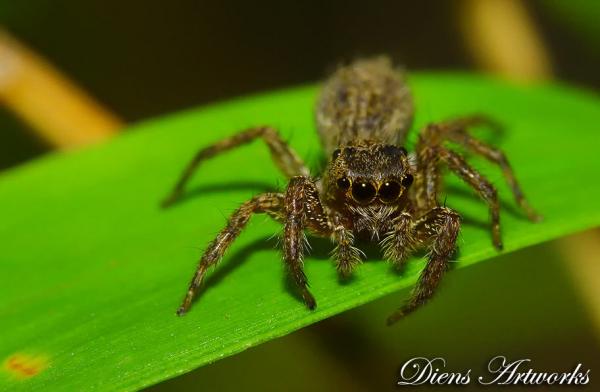 35 Stunning Macro Photography by Diens Silver
