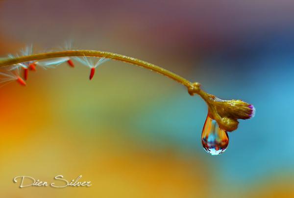 35 Stunning Macro Photography by Diens Silver