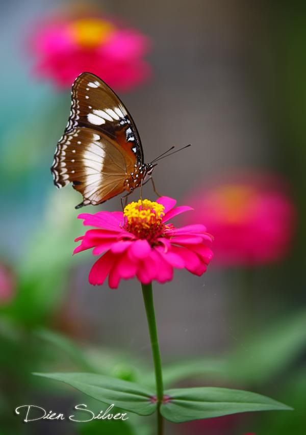 35 Stunning Macro Photography by Diens Silver