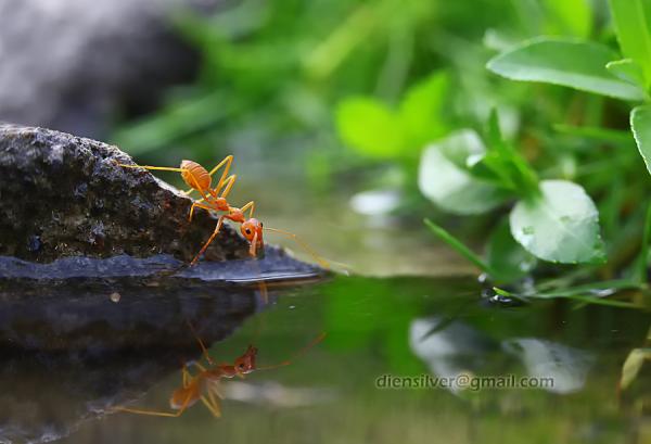 35 Stunning Macro Photography by Diens Silver