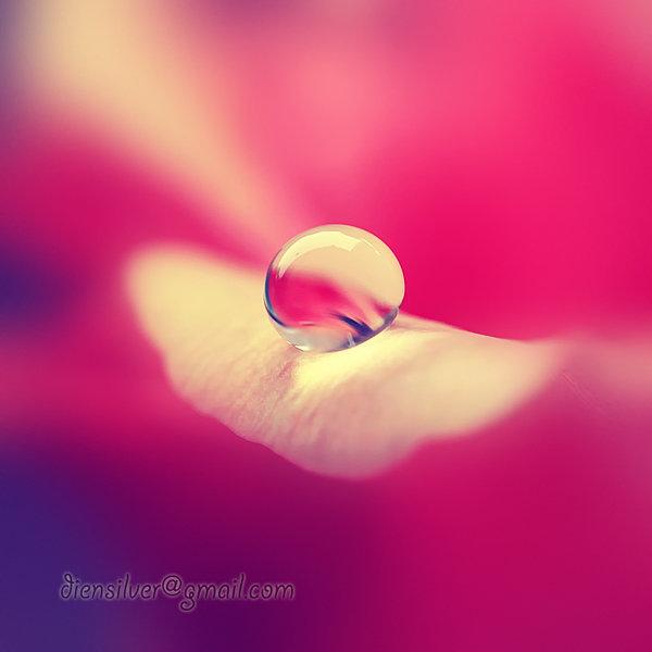 35 Stunning Macro Photography by Diens Silver