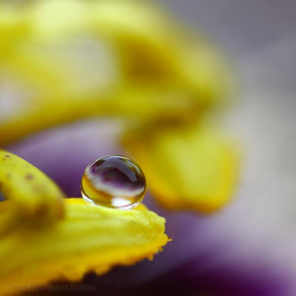 35 Stunning Macro Photography by Diens Silver