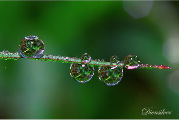 35 Stunning Macro Photography by Diens Silver