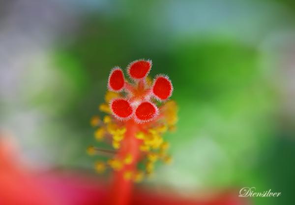 35 Stunning Macro Photography by Diens Silver