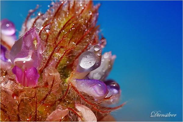 35 Stunning Macro Photography by Diens Silver