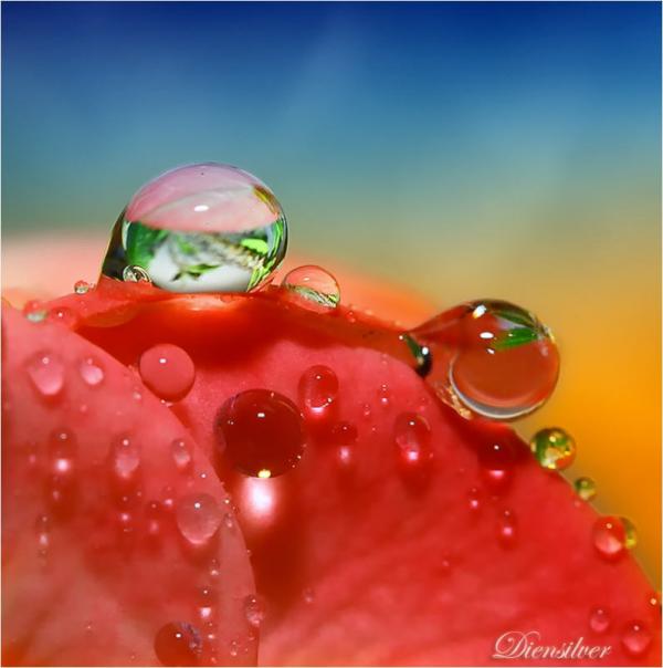 35 Stunning Macro Photography by Diens Silver