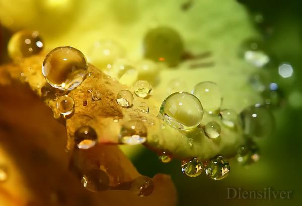35 Stunning Macro Photography by Diens Silver
