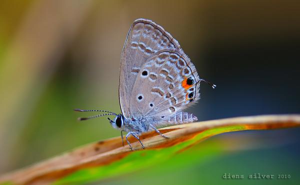 35 Stunning Macro Photography by Diens Silver