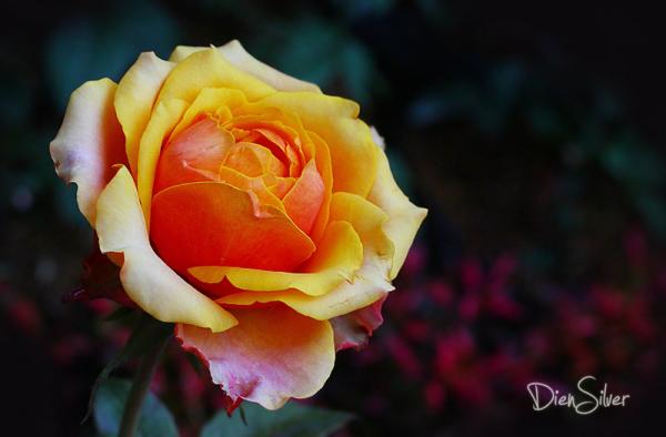 35 Stunning Macro Photography by Diens Silver