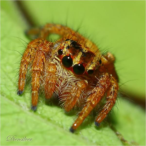 35 Stunning Macro Photography by Diens Silver