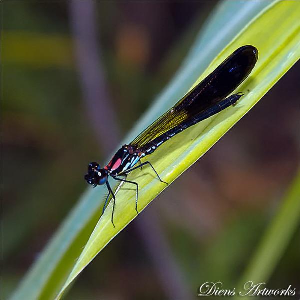 35 Stunning Macro Photography by Diens Silver
