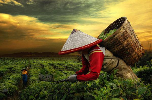 Indonesian Country Life by Teuku Jody Zulkarnaen