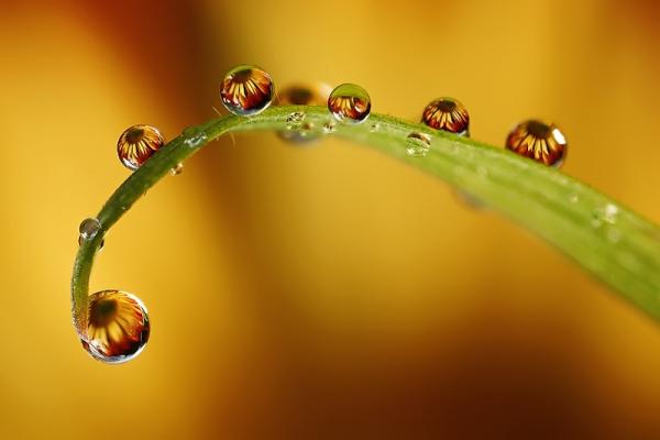 Colorful Macro Shots by Nino Matasa