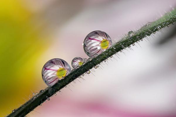 Colorful Macro Shots by Nino Matasa