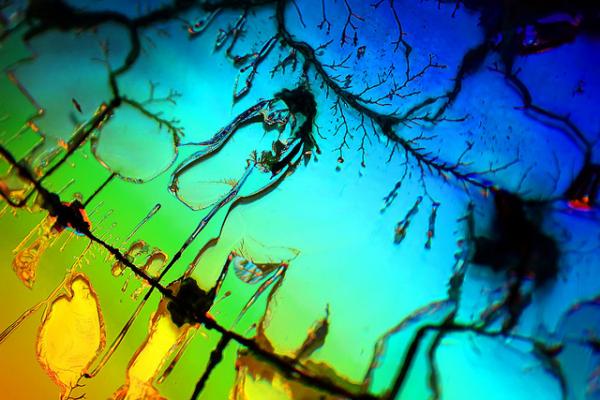 Colorful Macro Shots by Nino Matasa