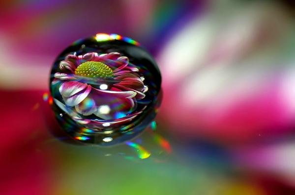 Colorful Macro Shots by Nino Matasa