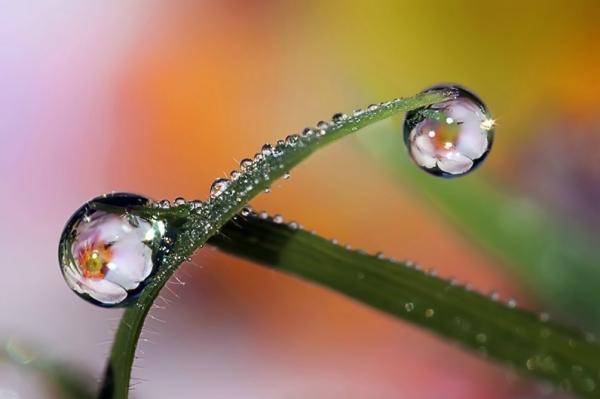 Colorful Macro Shots by Nino Matasa