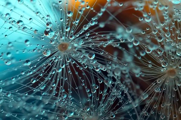 Colorful Macro Shots by Nino Matasa