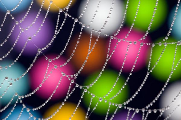 Colorful Macro Shots by Nino Matasa