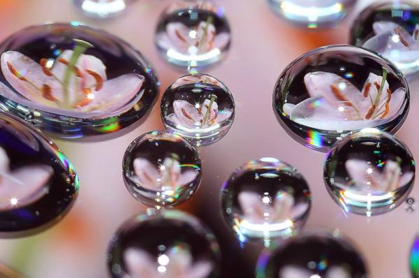 Colorful Macro Shots by Nino Matasa