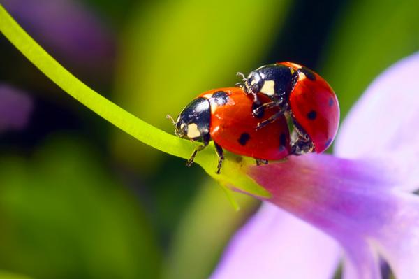 Colorful Macro Shots by Nino Matasa