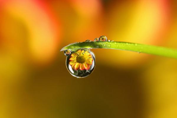 Colorful Macro Shots by Nino Matasa