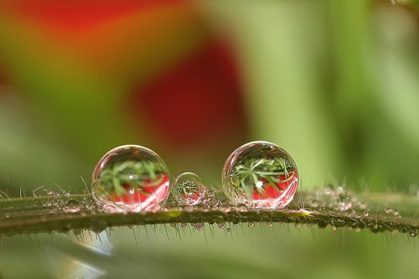 Colorful Macro Shots by Nino Matasa