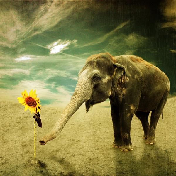 Joyful Photography by Anja