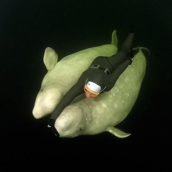 Swim with White Whales in Polar Circle