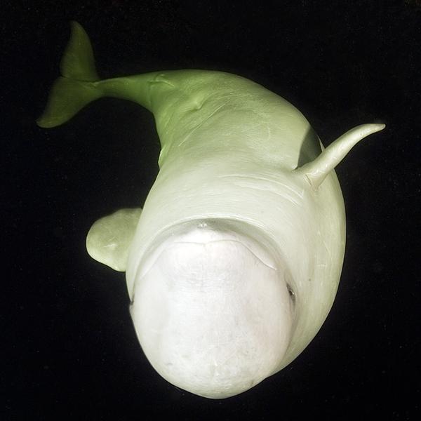 Swim with White Whales in Polar Circle
