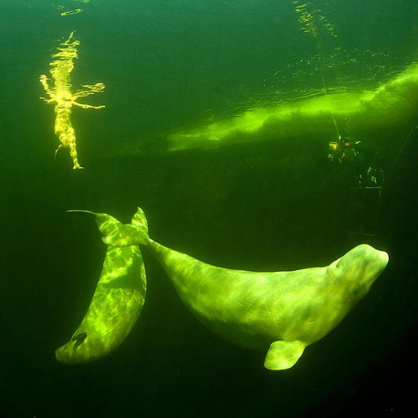 Swim with White Whales in Polar Circle