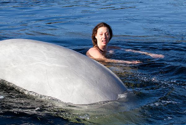 Swim with White Whales in Polar Circle