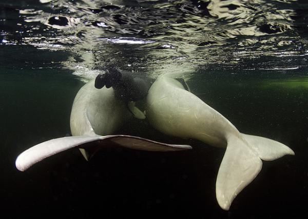 Swim with White Whales in Polar Circle