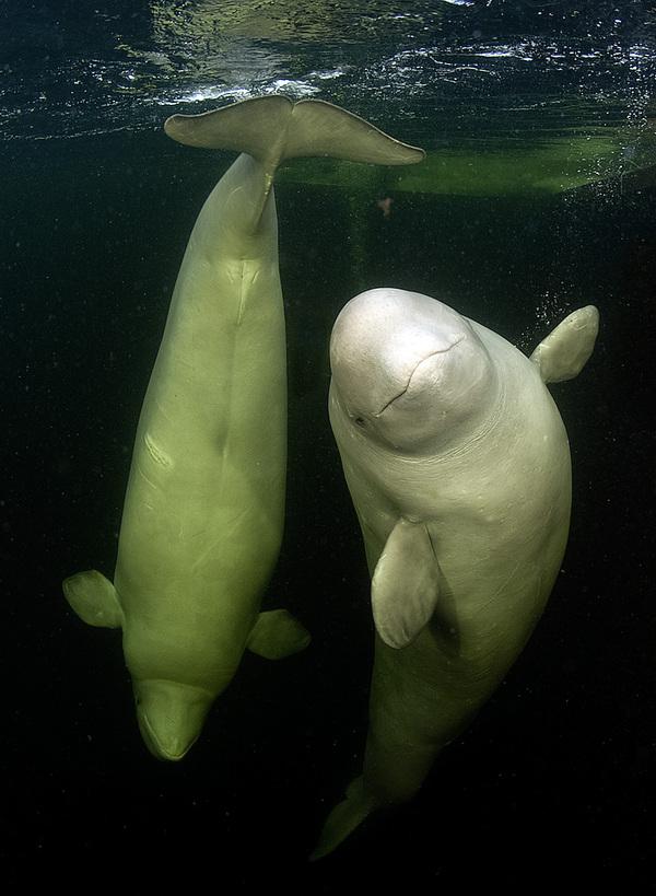 Swim with White Whales in Polar Circle