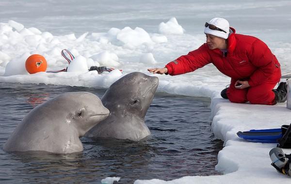 Swim with White Whales in Polar Circle