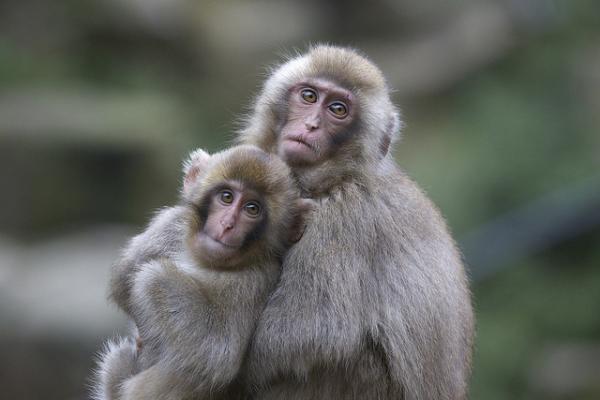 Snow monkeys by Masashi Mochida