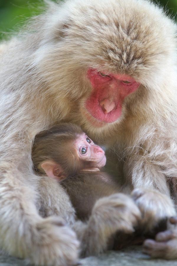 Snow monkeys by Masashi Mochida