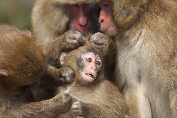 Snow monkeys by Masashi Mochida