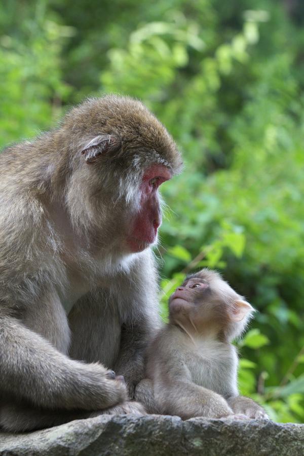 Snow monkeys by Masashi Mochida