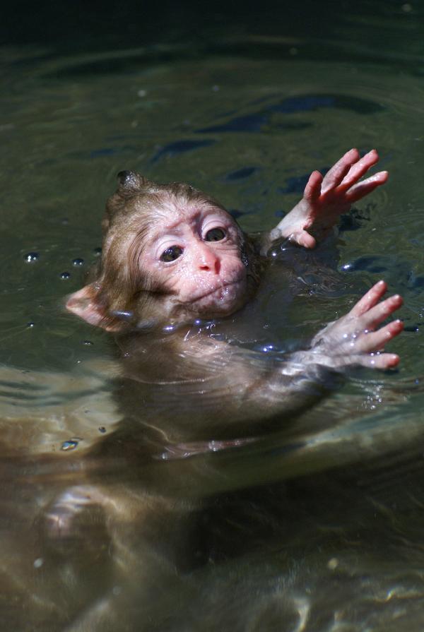 Snow monkeys by Masashi Mochida