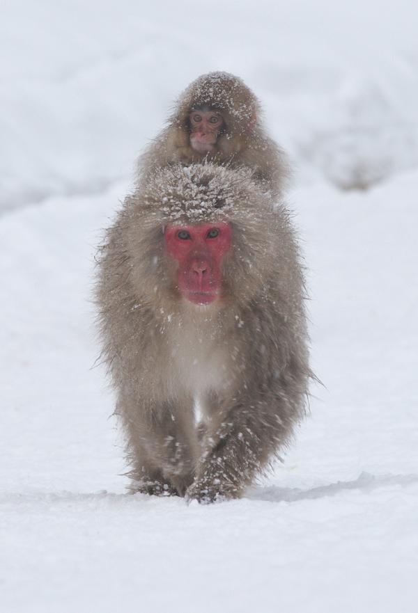 Snow monkeys by Masashi Mochida