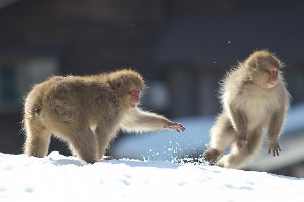 Snow monkeys by Masashi Mochida