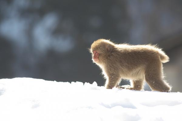 Snow monkeys by Masashi Mochida